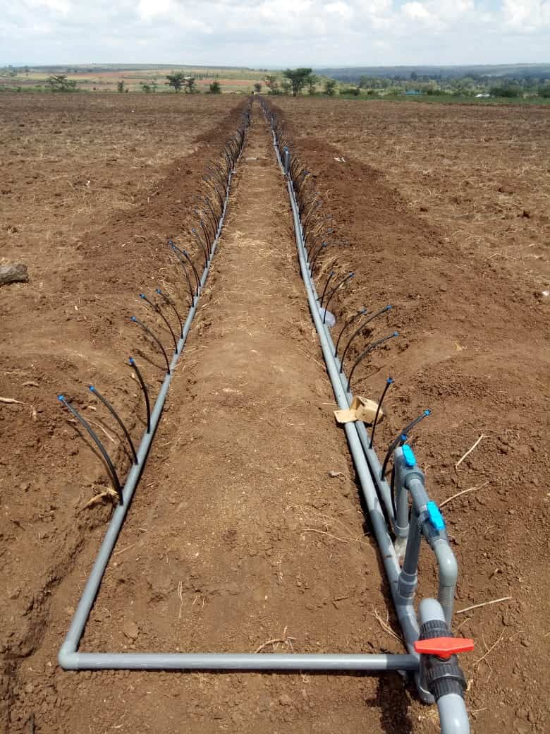 Install the drip irrigation tape