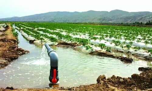 Field Flood Irrigation